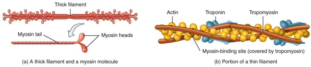 Muscle Proteins Contractile Myosin Actin Regulatory Troponin Tropomyosin Structural