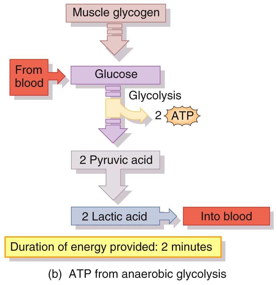 Skeletal Muscle Energy Sources and Fatigue