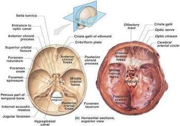 Interior of the Cranial Cavity Cranial cavity: occupied by the brain Calvaria (skull cap): upper dome-like portion of skull Floor divided into anterior, middle, and posterior fossae Crista galli:
