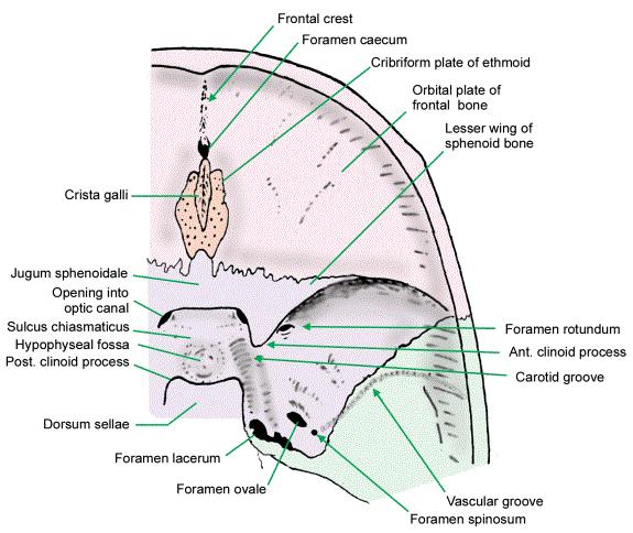 Anterior cranial Fossa The floor of the anterior fossa is formed by: Orbital plates of the frontal, Cribriform plate of the ethmoid small wings and front part of the body of the sphenoid It is