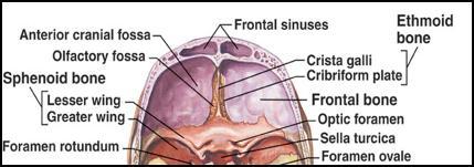 It is traversed by the frontoethmoidal suture sphenoethmoidal suture sphenofrontal sutures The central portion corresponds with the roof of the nasal cavity, and is markedly depressed on either side