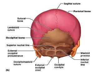 Main sutures are: Sagittal Coronal or Frontal Squamosal