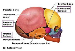 The closures form the sutures of the neurocranium. STUDY OF SKULL Skull can be studied from different views.