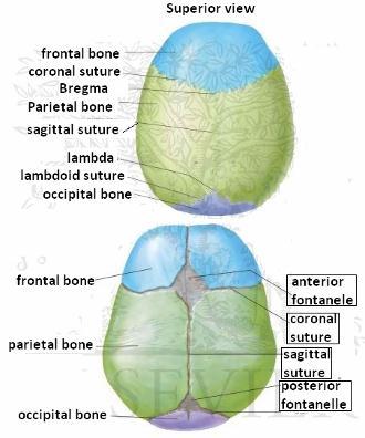 Skull Superior View (Norma verticalis) Four sutures mark the articulations of the parietal bones Coronal