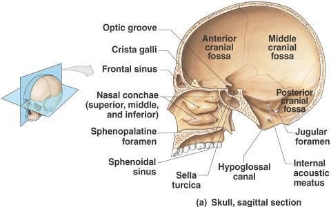 cerebral hemispheres, the diencephalon, and mesencephalon Posterior cranial fossa is formed primarily by: occipital bone, with contributions from the temporal