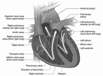 THE CARDIAC CYCLE PA CATHETER OFTEN CALLED SWAN-GANZ NORMAL FILLING PRESSURES Pre-Capillary Post Capillary RIGHT ATRIUM RIGHT VENTRICLE