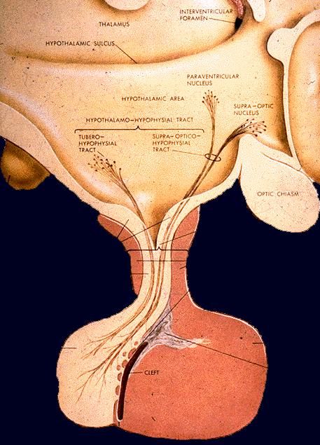 Location Sella turcica Floor of the brain Parts of the Pituitary Gland Anterior Pituitary Posterior