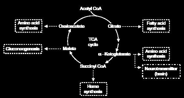 Intermediates are Precursors for Biosynthetic Pathways (citrate, acetyl CoA, fatty acid synthesis, liver) (fasting, malate, gluconeogenesis, liver) (Succinyl CoA, heme