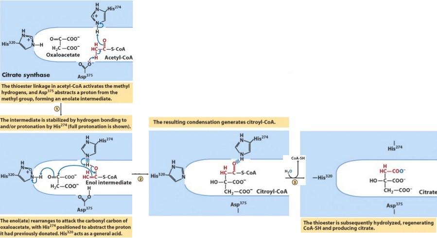 TCA Cycle Citrate Synthase Mechanism Rxn 1 Mechanism of citrate synthase reaction Stabilized enol intermediate