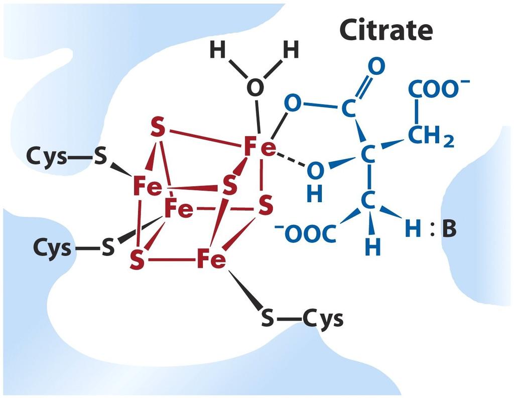TCA Cycle Aconitase mechanism Rxn 2 Mechanism of aconitase Aconitase contains an iron-sulfur center 4Fe:4S center aids substrate binding and