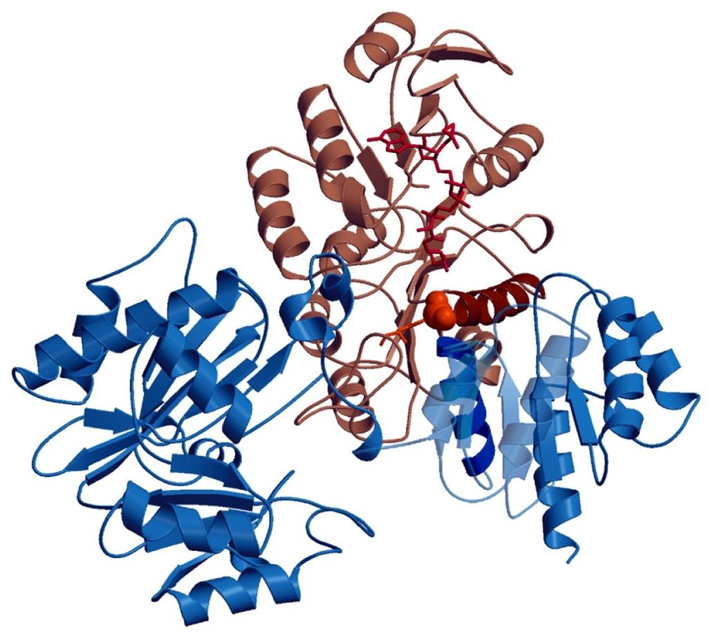 Succinyl-CoA synthetase Structure Rxn 5 Structure of succinyl-coa synthetase Two subunits: α Subunit (32 kda) His246 is phosphorylated β Subunit (42
