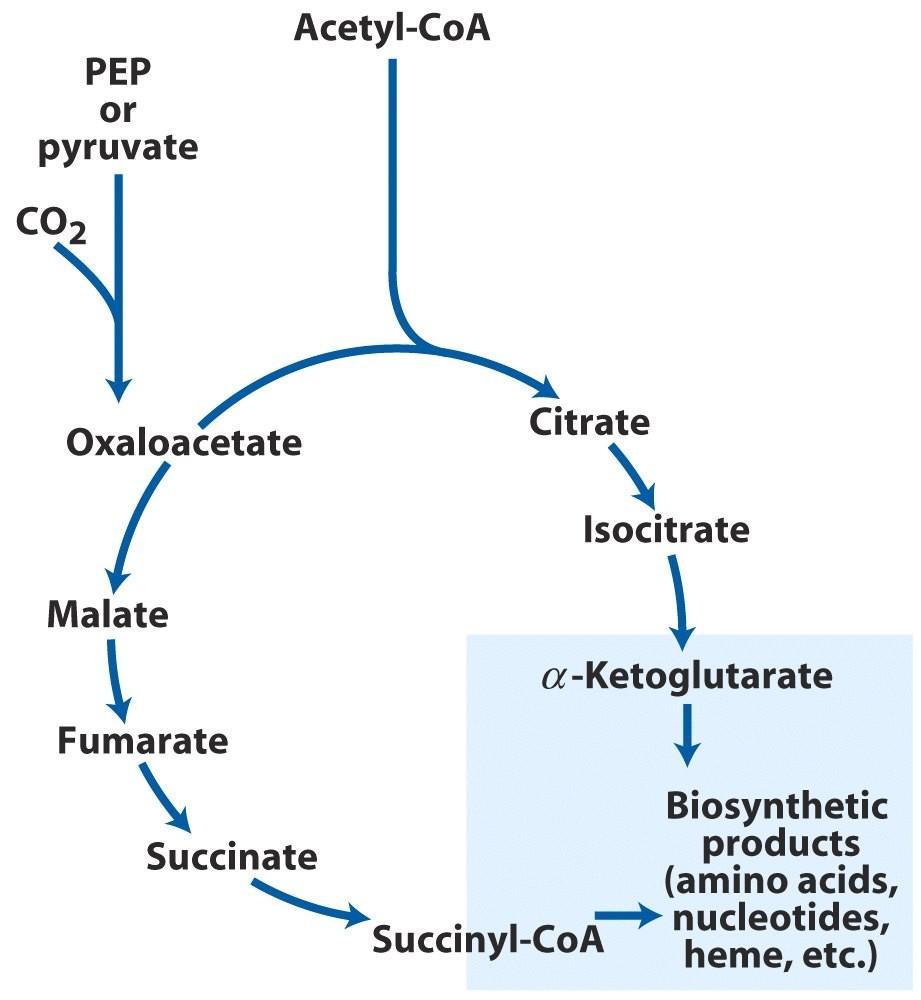 Why is Oxidation of Acetate so Complicated? It is a hub of intermediary metabolism; In aerobic organisms it serves in catabolic and anabolic processes.