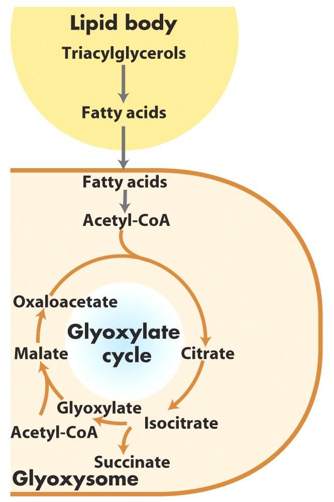 Relationship Between the Glyoxylate