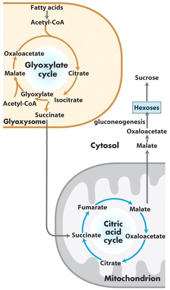 Glyoxylate cycle produces succinate