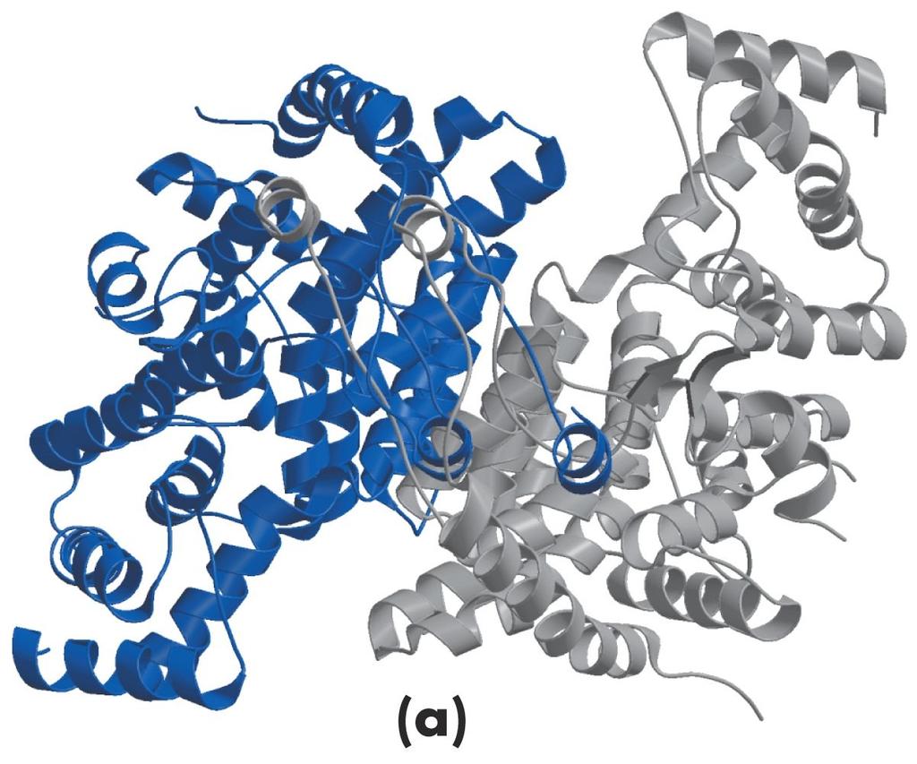 TCA Cycle Citrate Synthase Rxn 1 Structure of citrate