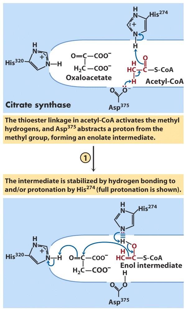 TCA Cycle Citrate Synthase