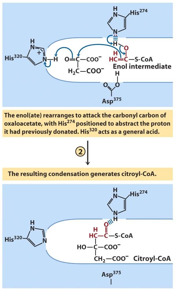 citrate synthase reaction (2nd