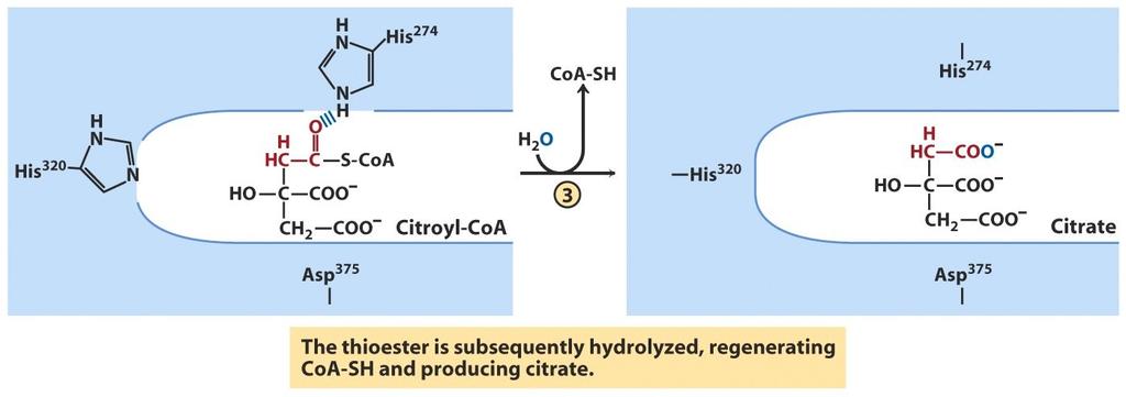 TCA Cycle Citrate Synthase Mechanism Rxn 1 Mechanism of