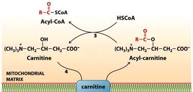 Matrix is site of fatty acid breakdown Goes into citric acid cycle Carnitine ester: another high energy bond