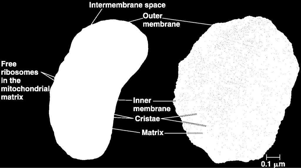 THE MITOCHONDRIAL ANATOMY Double membrane outer membrane inner membrane highly folded