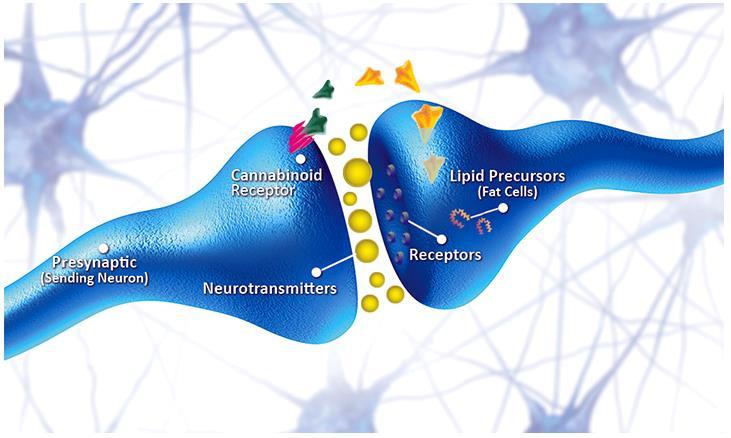 mammalian brain Cannabinoids act as retrograde signals