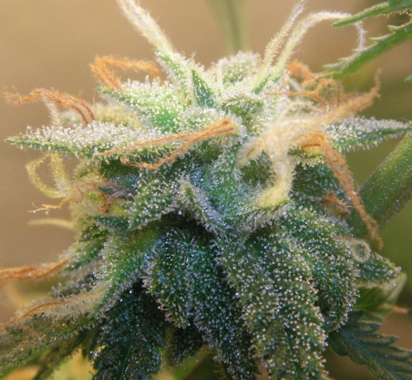 The cannabis plant: buds & trichomes THC Trichomes Bud: trimmed