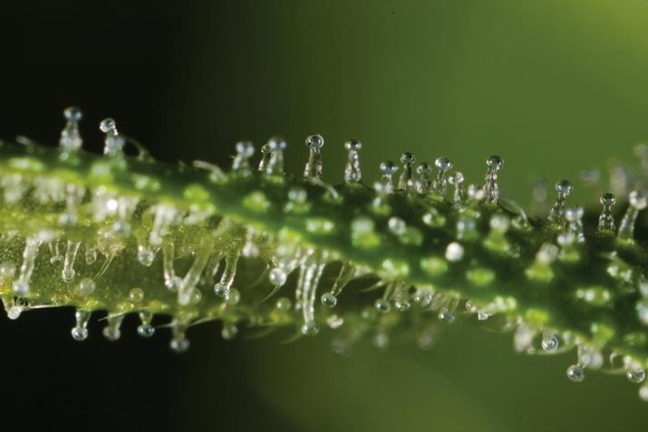 Trichomes: hair-like outgrowths that secrete terpenes and