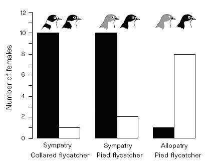 Sætre et al. (1998) Four points: 1. Between species matings are more rare than expected, and hybrids have reduced fitness. hylogenetics indicated that plumage polymorphism is derived. 3.