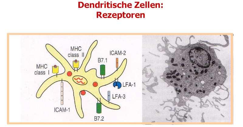 Presentation of antigen by dendritic cells Immature DCs are specialized in