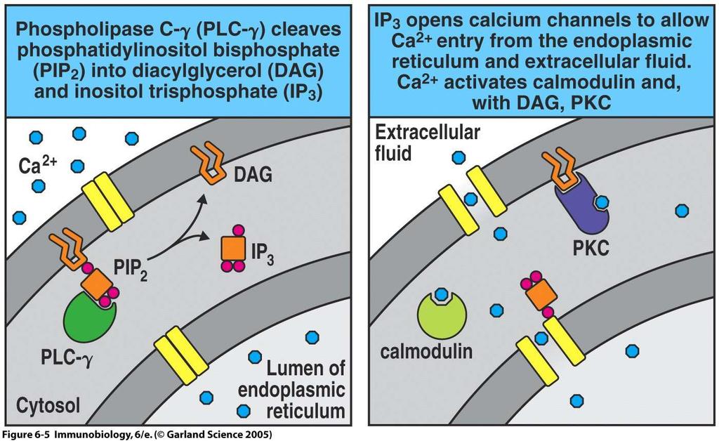 Figure 6-5 Ca 2+ activates Calcineurin