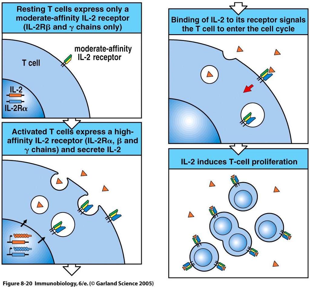 Activation of T-lymphocytes