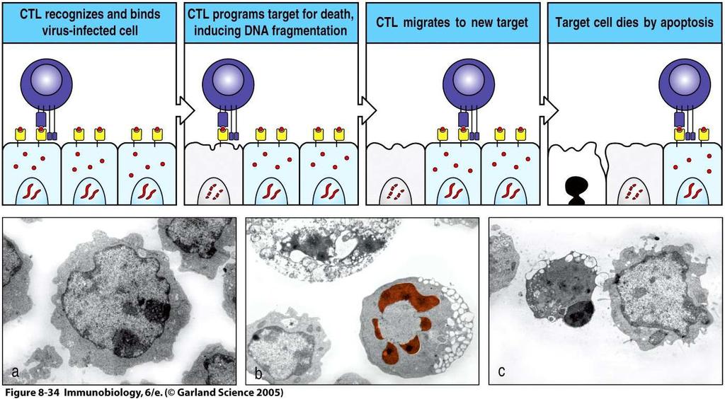 Cytotoxic T-lymphocytes kill target