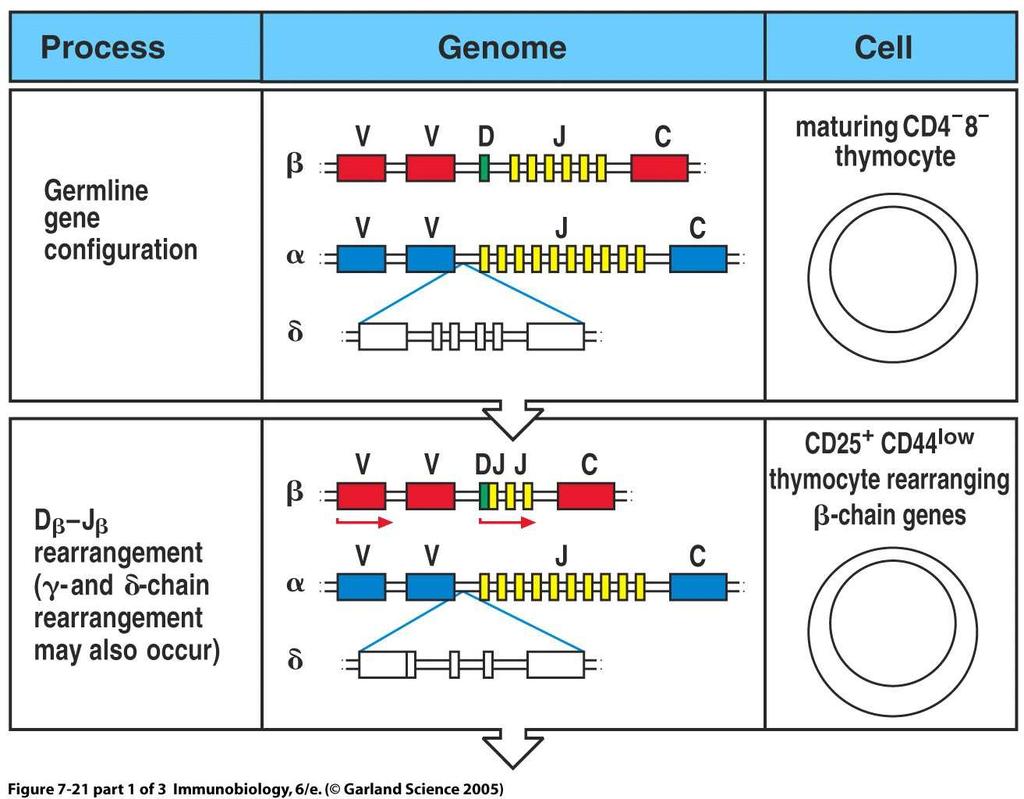Rearrangement of TCR genes in
