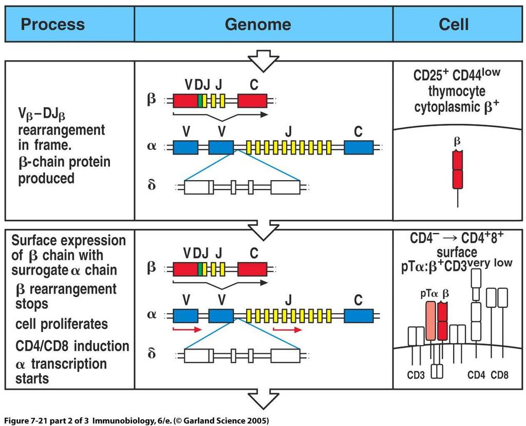 Rearrangement of TCR genes in the