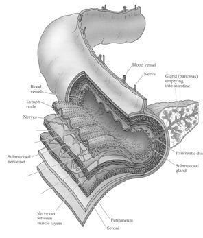 regions Specialized sections esophagus stomach small