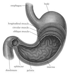 Stomach Extra muscle Preliminary digestion of protein Some absorption of small molecules Gastric