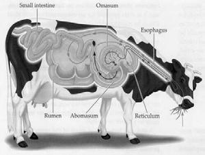 Ruminant herbivores and their