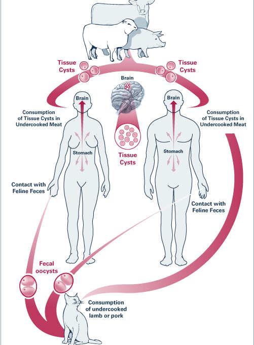 Toxoplasma gondii Life Cycle and Human