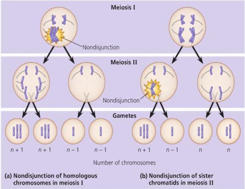 Abnormal Chromosome Number Nondisjunction Error in