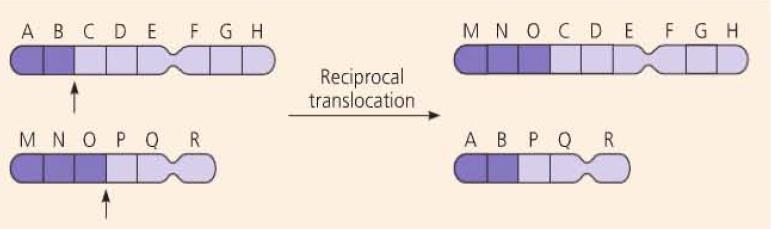 Alterations of Chromosome Structure Translocation moves a