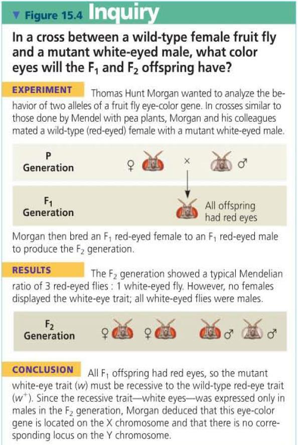 P generation female (wild-type eyes) X male (mutant eyes) F1 generation All offspring