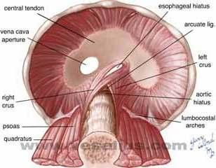 The Diaphragm Dome-shaped muscle in the center of ribcage Inspiration Central tendon moves down Abdominals active