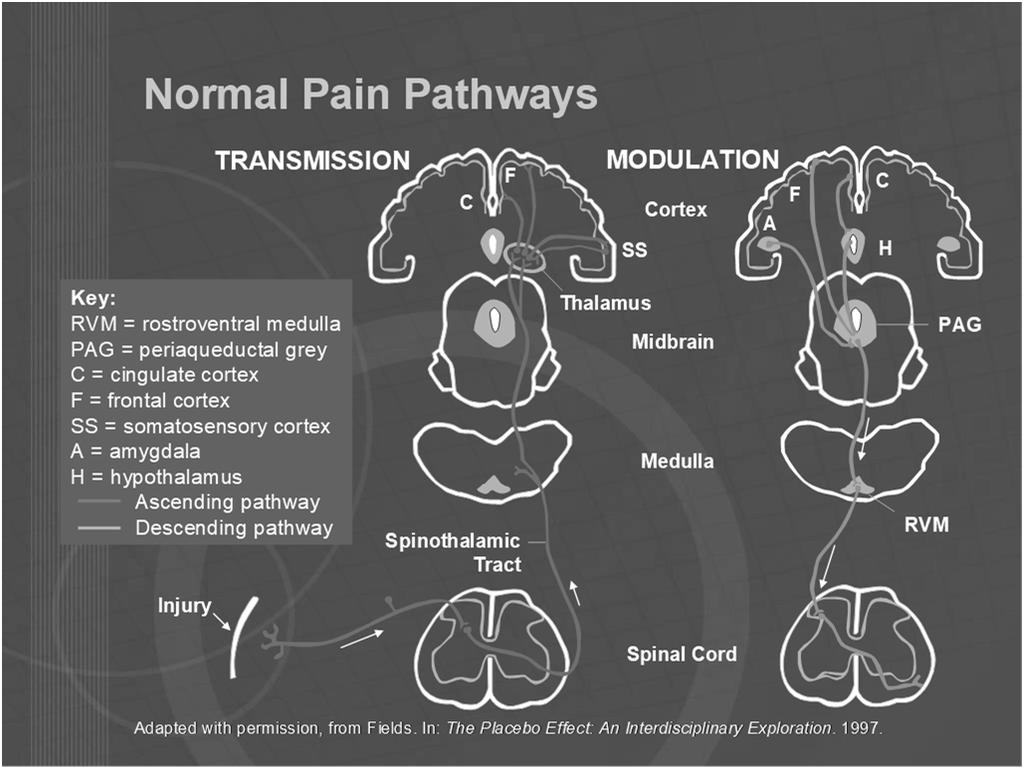 Pain: molecular mechanisms.