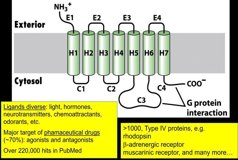 Trimeric G-protein: The GTPase superfamily of proteins; G refers to ability to bind guanine nucleotides (GDP or GTP)
