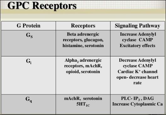 Rhodopsin, olfactory receptors.