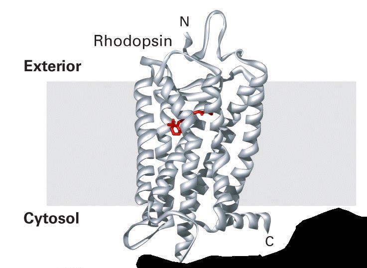 Structure of G protein-coupled receptors