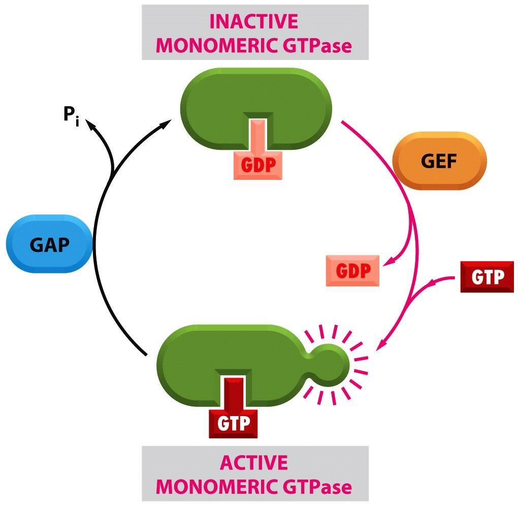 GTPase switch proteins Two classes of GTPases: a) heterotrimeric G proteins (G a ) b) small, monomeric GTPases (e.g.