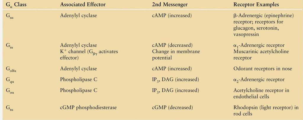 Classes of G proteins 27 G a, 5 G b, 13 G g for 1000 receptors membrane anchors: G a : myristoylation, palmitoylation; G g :