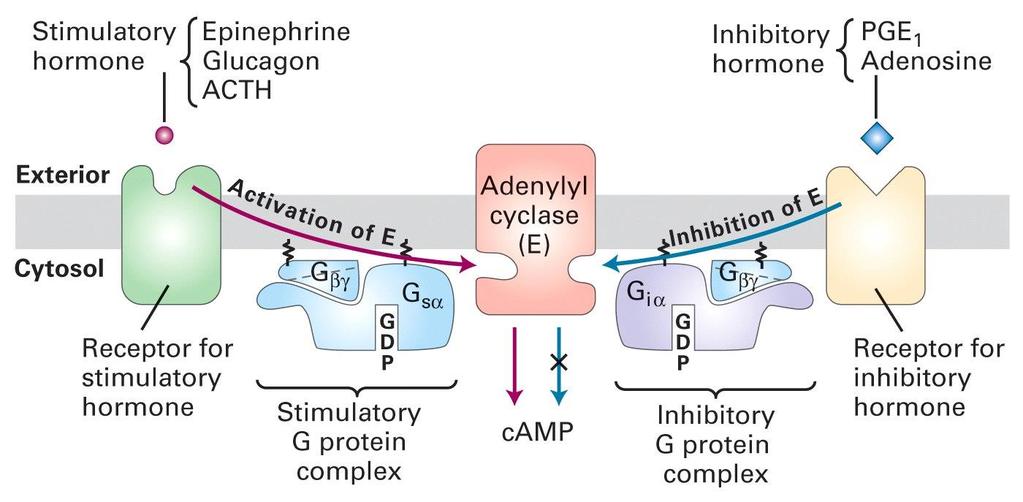 Positive and negative control of adenylyl