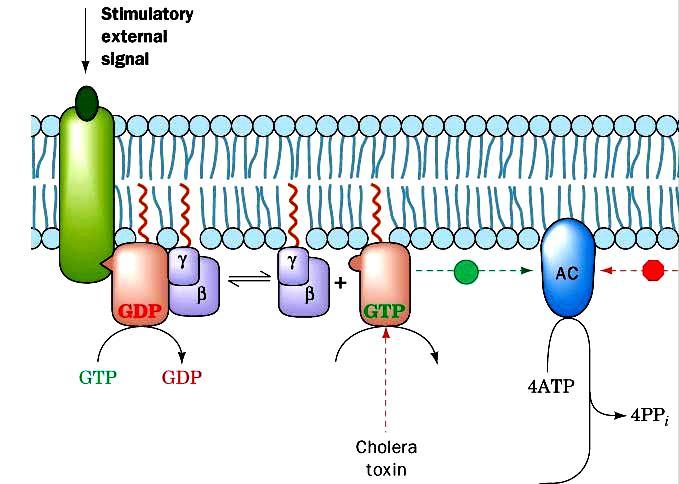Cholera toxin ADP-ribosylation of Arg residue of G sa impairs GTP hydrolysis constitutively active G sa -GTP camp